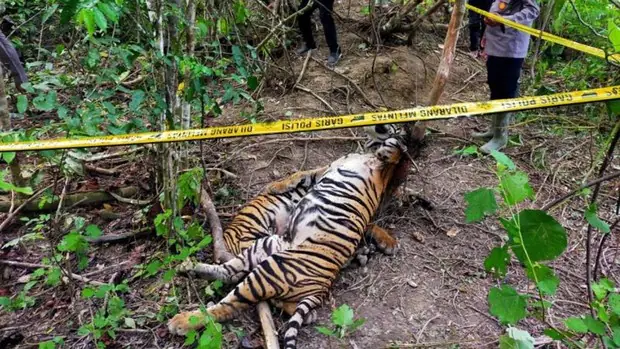 Mueren tres tigres de Sumatra en peligro de extinción en trampas para jabalí en Indonesia