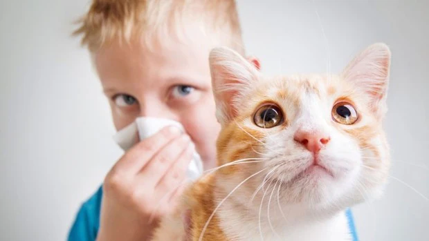 ¿Eres alérgico a los gatos?
