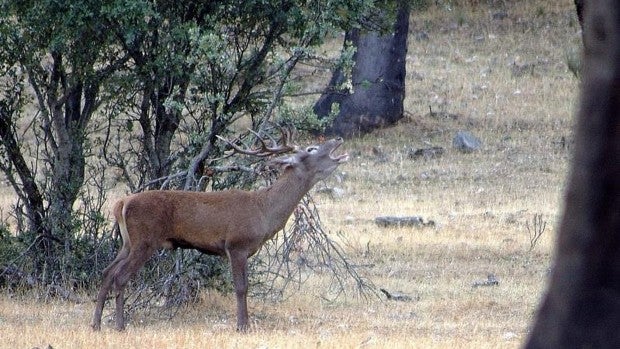 Descubren la causa de la muerte de una centena de ciervos en la Sierra de Baza