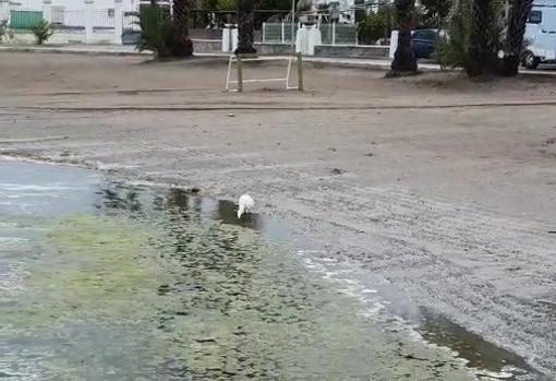 Contaminación en el Mar Menor, en una imagen facilitada por la plataforma en defensa de este paraje natural