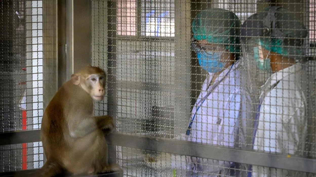 Un mono en un laboratorio