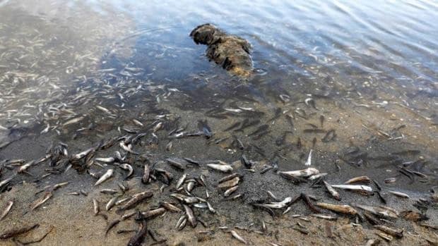 Nueva alarma en el Mar Menor tras encontrar peces muertos por otro episodio de falta de oxígeno