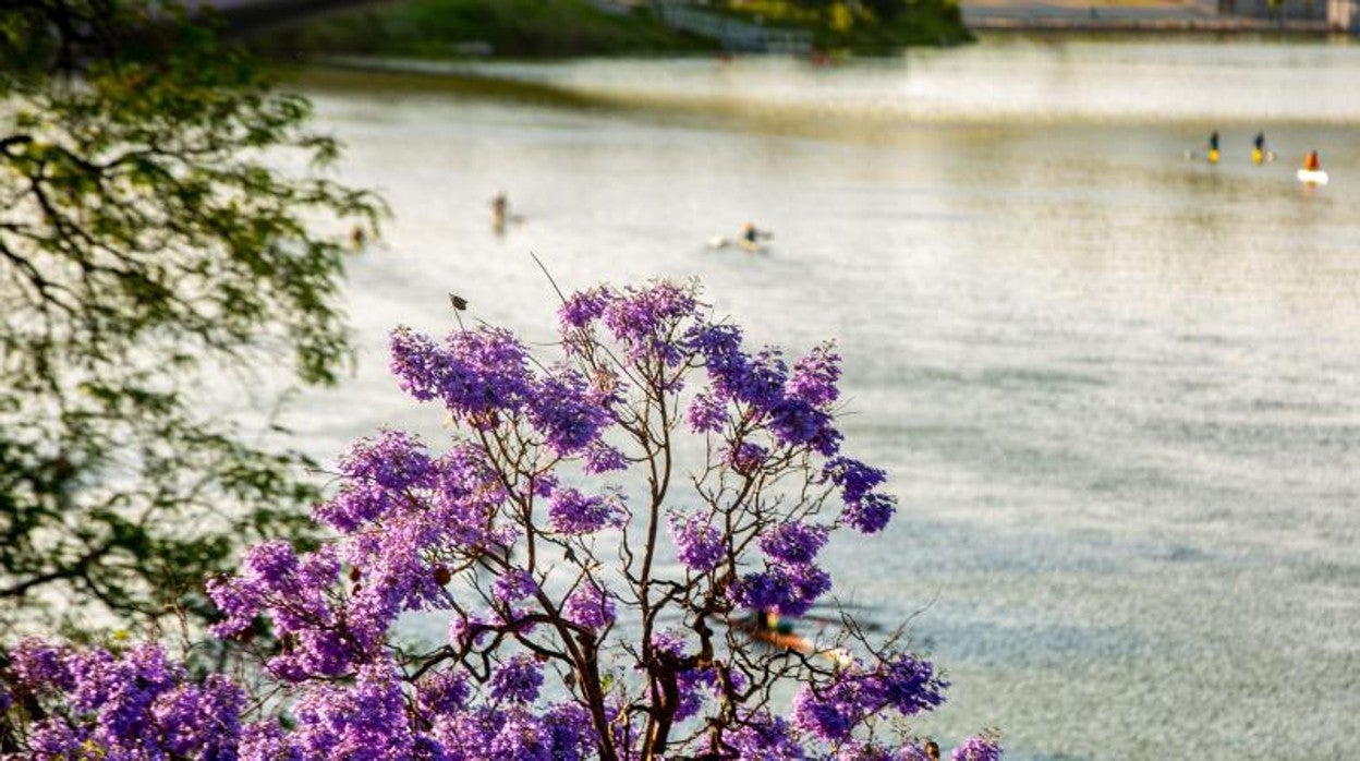 Jacaranda florenciendo en Sevilla junto al rio Guadalquivir