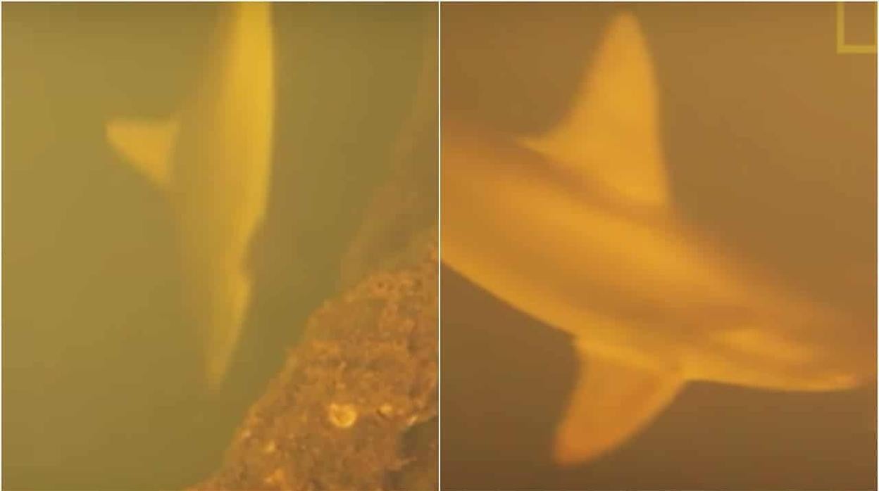 Imagen de los tiburones que viven en el interior del volcán