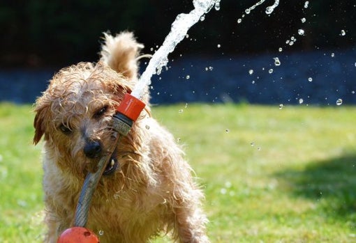 Se recomienda el uso de la manguera para evitar golpes de calor