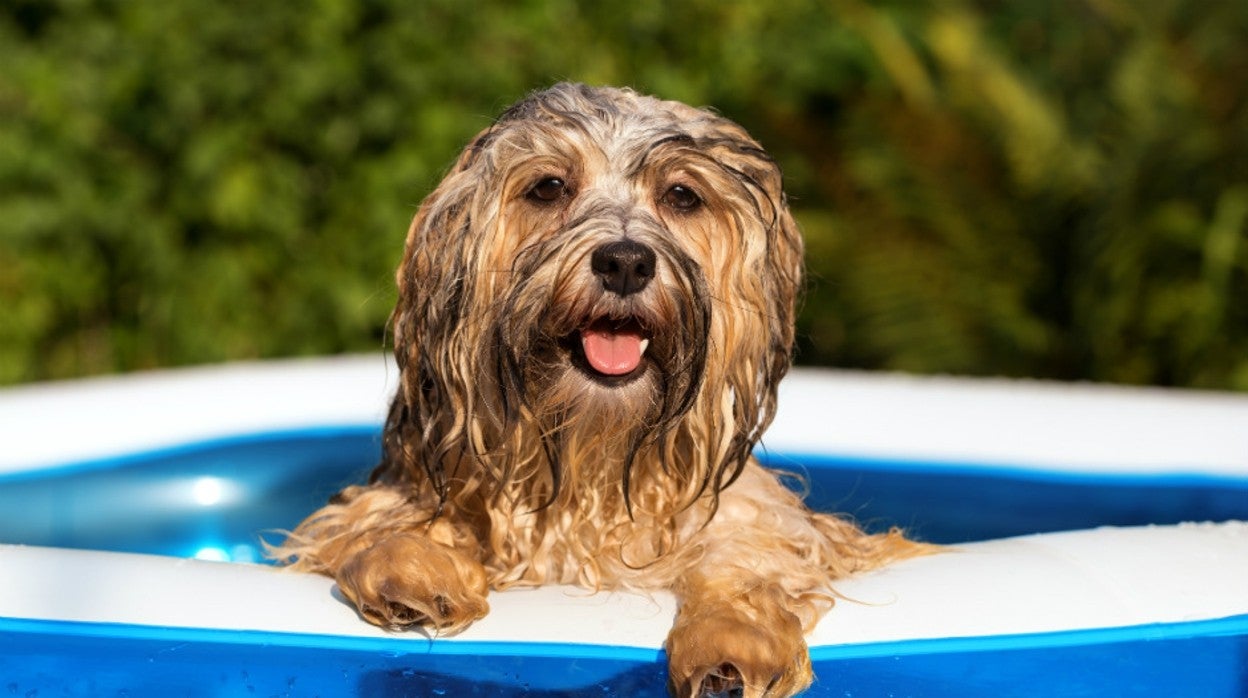 Las altas temperaturas pueden afectar a nuestras mascotas