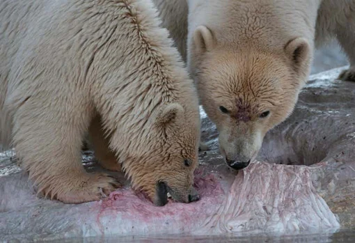 Dos osos alimentándose del cadáver de una ballena