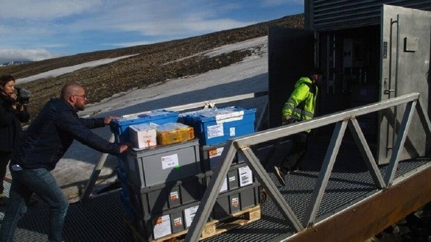 El CSIC deposita las primeras mil semillas españolas en el 'Arca de Noé' vegetal del Ártico