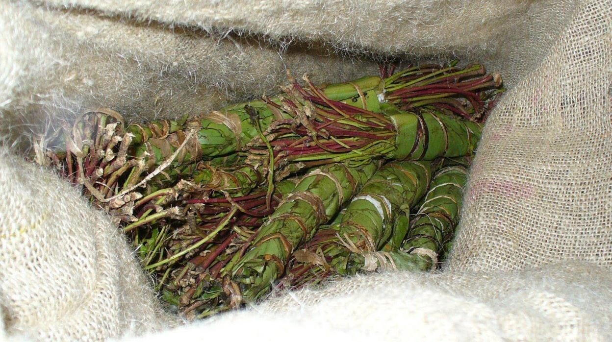 La droga africana khat es conocida por sus efectos alucinógenos similares a los síntomas de las anfetaminas