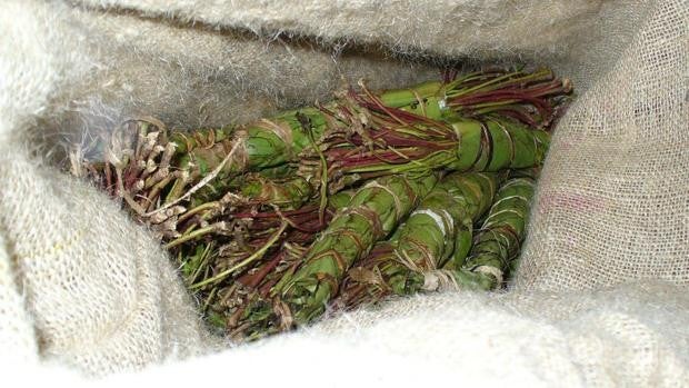 ¿Qué es el khat y qué efectos tiene la 'nueva' droga africana que se expande por España?