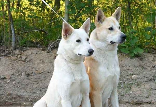 Dos ejemplares de perro de Canaan