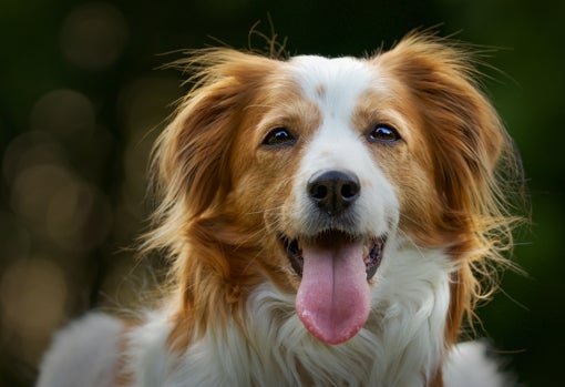 Ejemplar de Kooikerhondje holandés