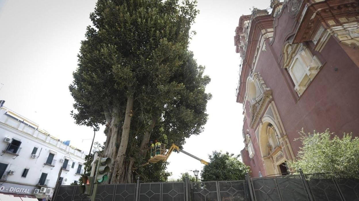 Los tribunales suspenden cautelarmente la tala del ficus de San Jacinto en Sevilla