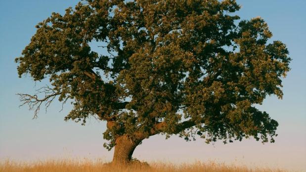 Las encinas están sustituyendo a los pinos en España