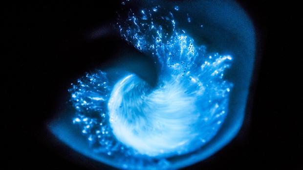 Joyas del mar: experiencias gourmet con sabor a sal