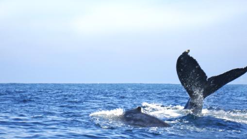 En esta zona es frecuente avistar todo tipo de cetáceos