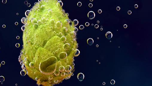 El lúpulo es una planta trepadora originaria de Japón