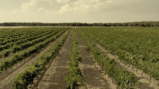 Pinot Noir, el éxito de «la uva del diablo»
