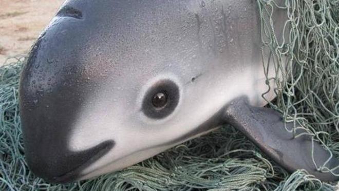 Vaquita marina, la marsopa más pequeña del mundo