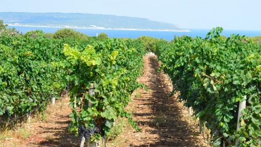 Viñedo con el mar de fondo