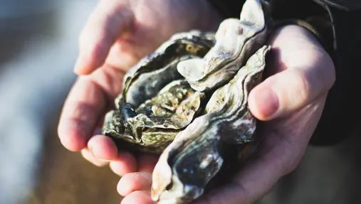 Las ostras deben comprarse vivas, con las conchas cerradas o que se cierra al tocarlas