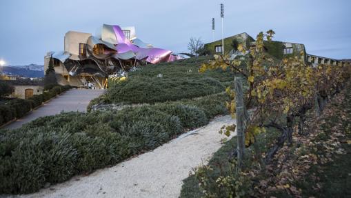 Viñedo alrededor de las bodegas de Marqués de Riscal