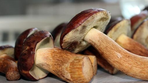 El boletus edulis es el rey de las setas de otoño