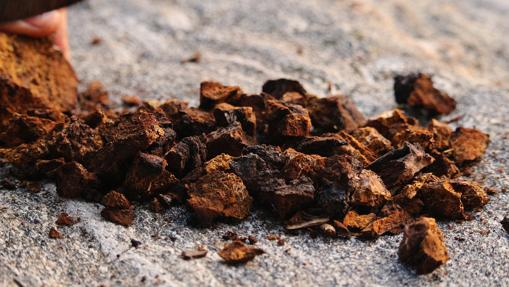 La chaga es un hongo con elevado poder antioxidante