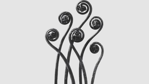 Una de las fotografías de Karl Blossfeldt, imagen de Loewe Perfumes