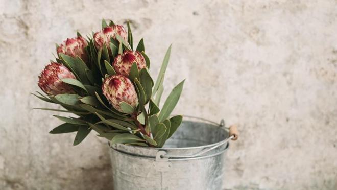 Proteas, elegantes protagonistas de la estación