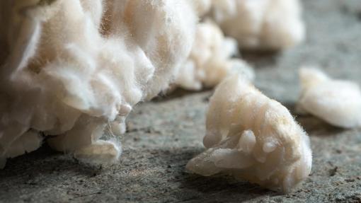 El koji, un ingrediente ancestral de Japón