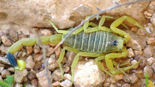 El veneno de este animal se puede usar para diferentes tratamientos médicos