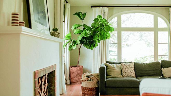 Una planta grande puede cambiar al completo la atmósfera de una estancia