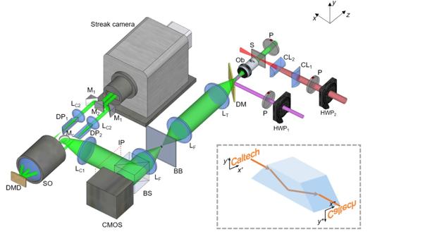 Crean una cámara para llegar a «ver» señales a través de las neuronas