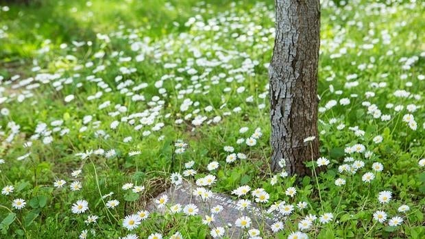 Cuando la tumba es un árbol: el cementerio más ecológico de España