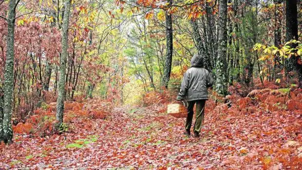 Ir a recoger setas al bosque, una de las actividades favoritas en otoño