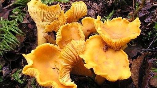 Cantharellus cibarius