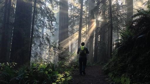 Parque Nacional de Redwood