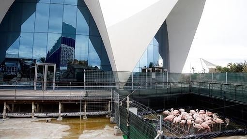 Un grupo de flamencos descansan en su zona mientras se realicen las obras de su acondicionamiento del acuari