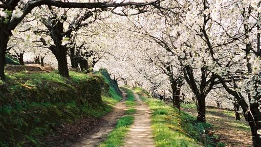 Camino entre cerezos en el Valle del Jerte