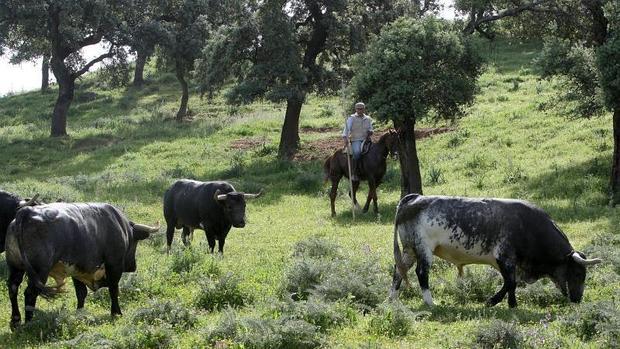 Toros bravos paseando en libertad