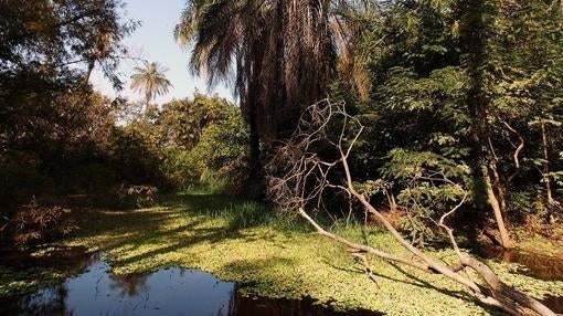 Ejemplo del paisaje de la reserva natural de Abuko