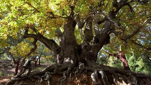 Los árboles más viejos y bellos de España
