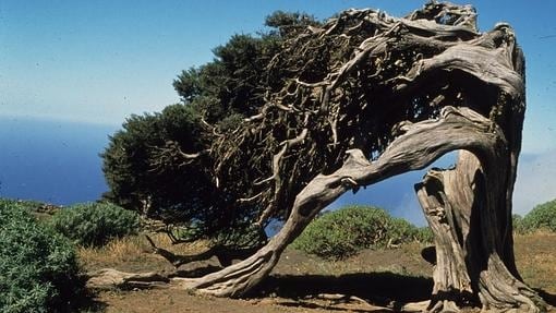 Los árboles más viejos y bellos de España