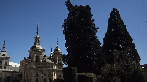 Sequoias centenarias en La Granja de San Ildefonso