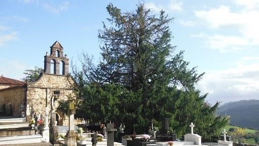 Tejo del cementerio de Salas