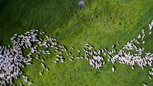 Una peculiar formación de ovejas, en Rumanía