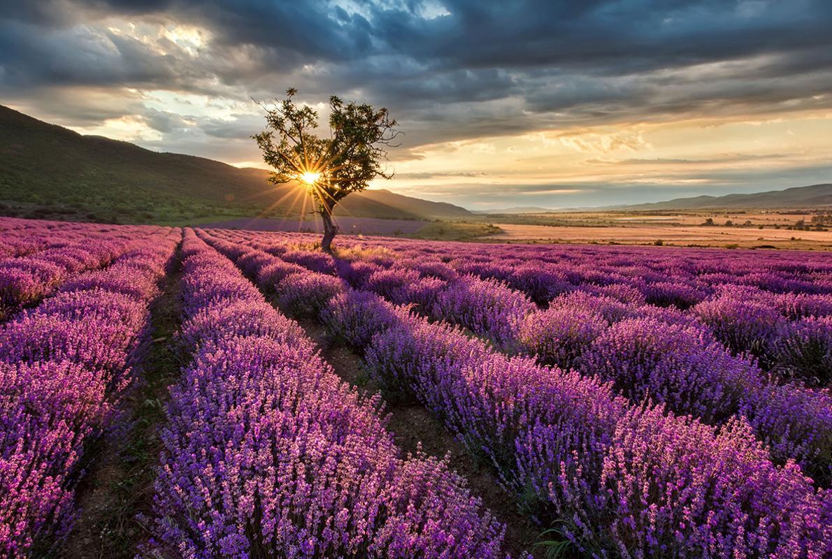 Campo de lavanda en Brihuega, Guadalajara