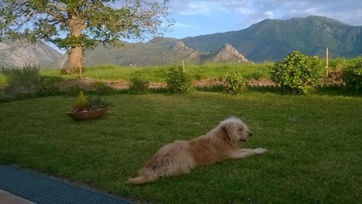 Un perro en el exterior del hotel Mirador del Sella