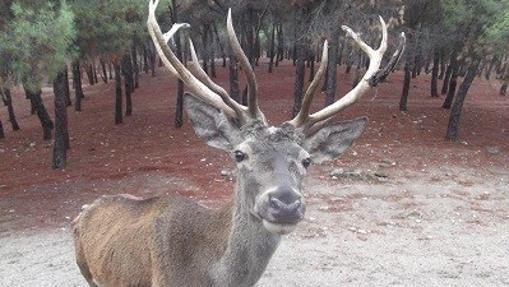 Un ciervo en los montes de El Pardo